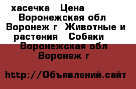 хасечка › Цена ­ 8 000 - Воронежская обл., Воронеж г. Животные и растения » Собаки   . Воронежская обл.,Воронеж г.